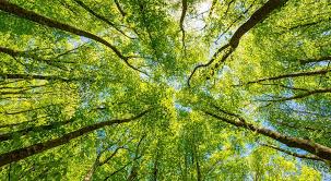 Environnement -  Écologie